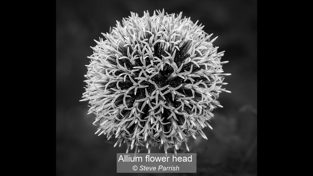 Allium flower head